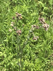 Erigeron variifolius