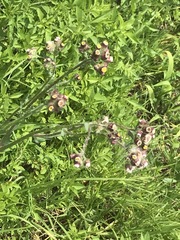 Erigeron variifolius