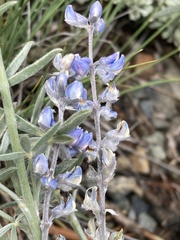 Lupinus meionanthus