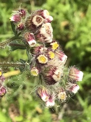 Erigeron variifolius