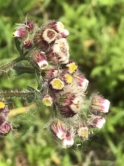 Erigeron variifolius