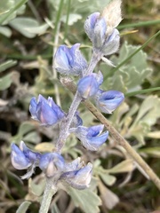 Lupinus meionanthus
