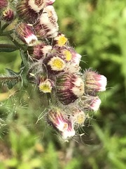 Erigeron variifolius