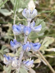 Lupinus meionanthus