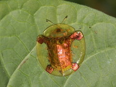 Aspidimorpha sanctaecrucis