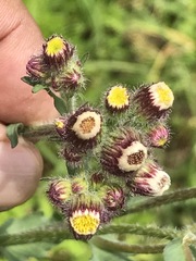 Erigeron variifolius