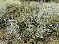 Lupinus meionanthus
