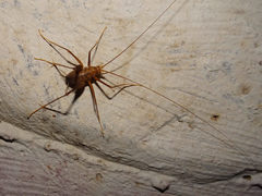 Euhadenoecus puteanus