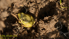 Hyla flaviventris