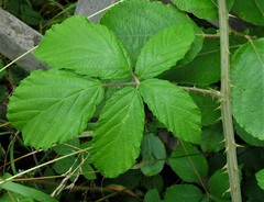 Rubus criniger