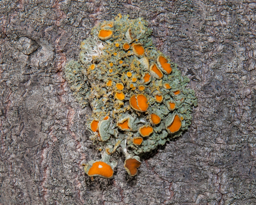 Golden-eye Lichen