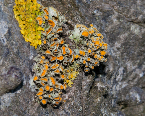 Golden-eye Lichen