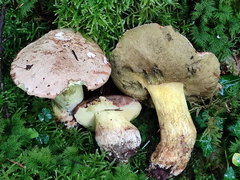 Butyriboletus subappendiculatus