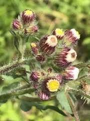 Erigeron variifolius