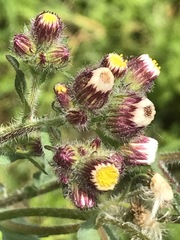Erigeron variifolius