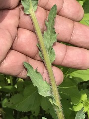 Erigeron variifolius