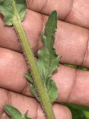 Erigeron variifolius