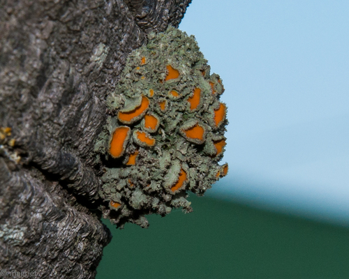 Golden-eye Lichen