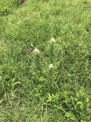 Pseudognaphalium viscosum