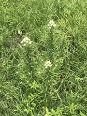 Pseudognaphalium viscosum