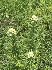 Pseudognaphalium viscosum