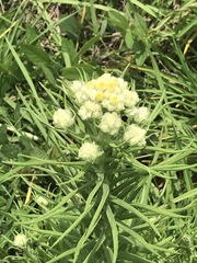 Pseudognaphalium viscosum