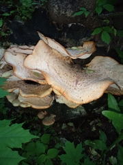 Fungi