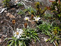 Celmisia major brevis