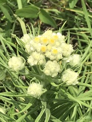 Pseudognaphalium viscosum