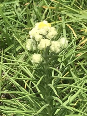 Pseudognaphalium viscosum