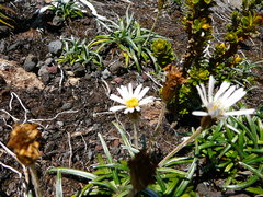 Celmisia major brevis