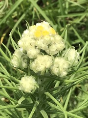 Pseudognaphalium viscosum