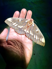 Citheronia splendens