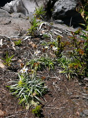 Celmisia major brevis