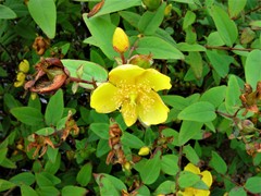 Hypericum hircinum