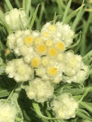 Pseudognaphalium viscosum