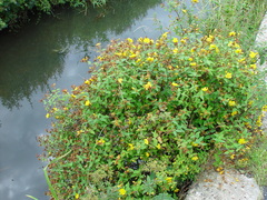 Hypericum hircinum