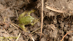 Hyla flaviventris