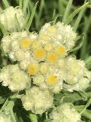 Pseudognaphalium viscosum