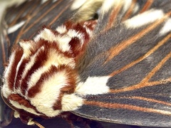 Citheronia splendens