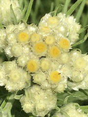 Pseudognaphalium viscosum