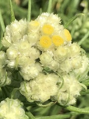 Pseudognaphalium viscosum