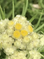 Pseudognaphalium viscosum