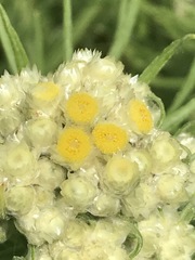 Pseudognaphalium viscosum