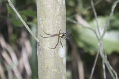 Leucauge wulingensis