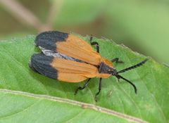 Lycus melanurus