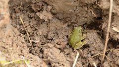 Hyla flaviventris