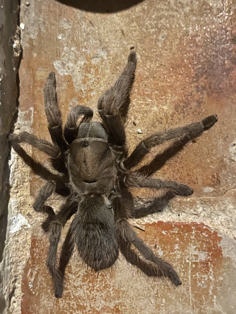 Aphonopelma helluo
