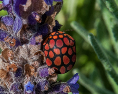 Steganocerus multipunctatus