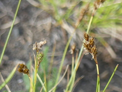 Divisae